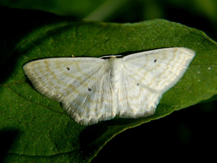 Scopula (Calothysanis) immutata...da confermare.